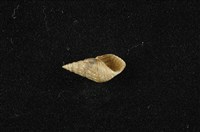 流紋蜷藏品圖，第4張